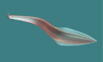 Desarrollo de la Medula Espinal