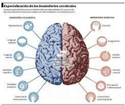 Funciones del Cerebro