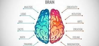 Hemiferios Cerebrales y Corteza Cerebral