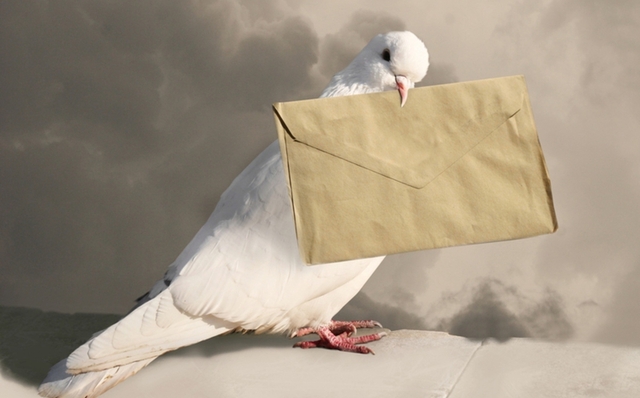 Comunicación a distancia palomas mensajeras