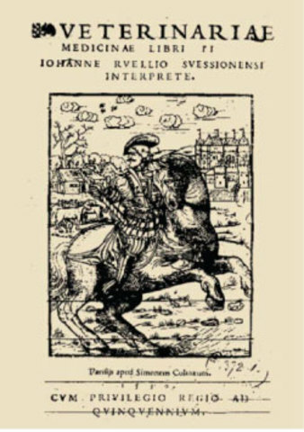 La importancia del equino y su cuidado medico