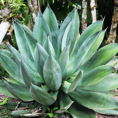 Timeline: AGAVE