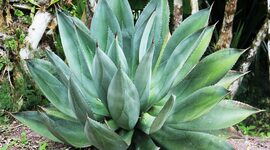 Timeline: AGAVE