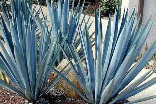 DE DONDE PROVIENE EL TEQUILA