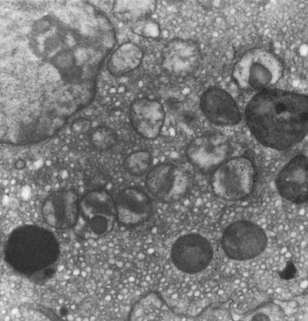 Kölliker identifica els mitocondris