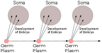 Weismann descobreix que les cèl·lules actuals comparteixen semblança estructural i molecular amb les cèl·lules de temps remots