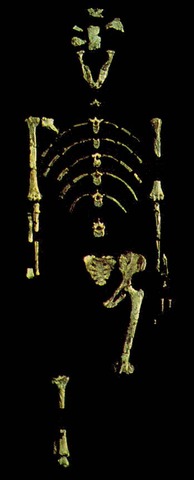 Australopithecus Afarensis (Southern ape)
