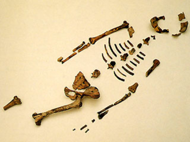 Australopithercus Afarensis