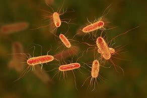 Escherichia coli