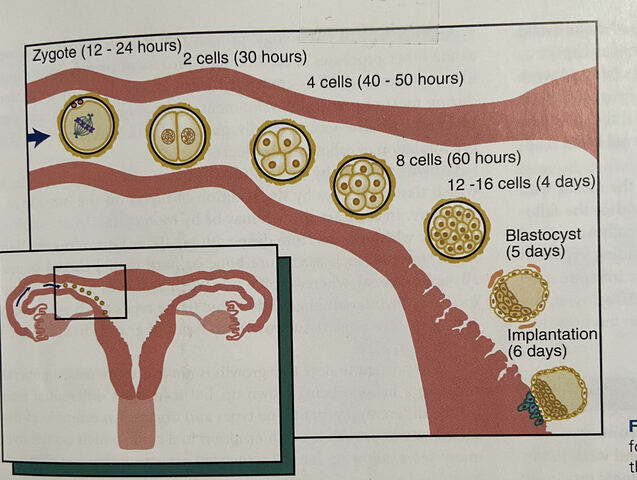 Meiosis