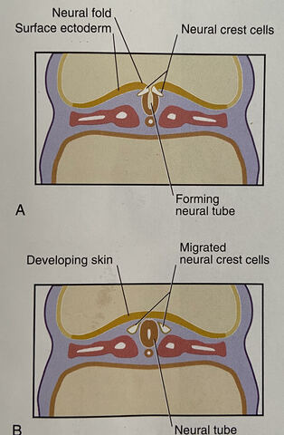 Neural Folds