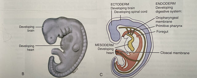 The Embryonic folding