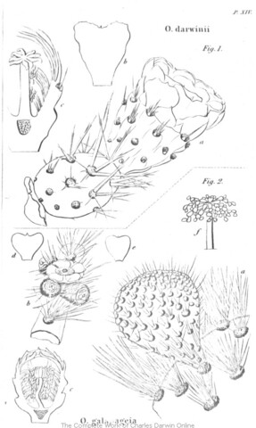HMS Beagle port stop to the Galapagos
