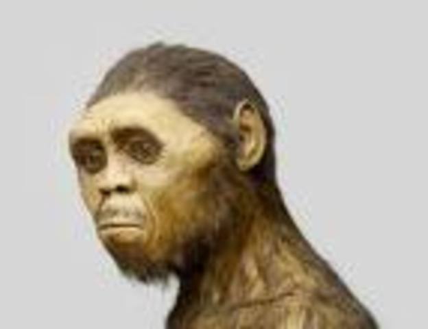 homo erectus