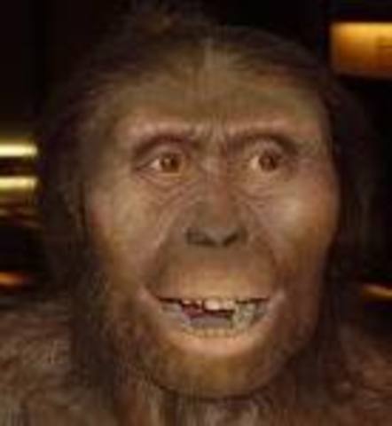 Australopithecus Afarenis 4 million years B.C.E.