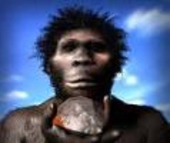 Homo Halibus was discovered