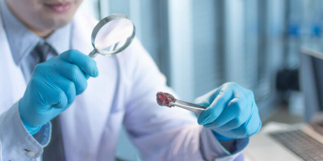 Desarrollo de la investigación