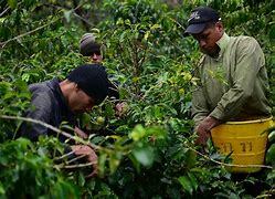 producción de café