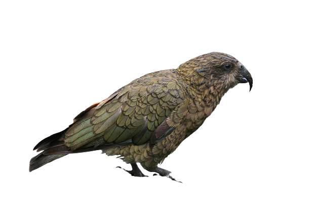 Ability to create moving pictures