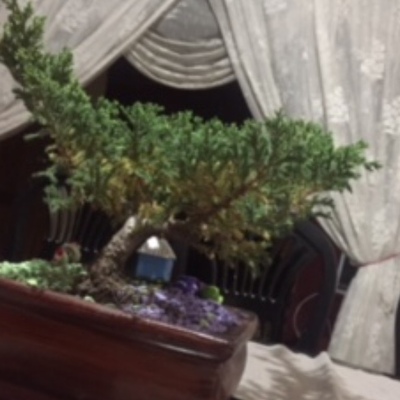 Timeline: Semana 16 plantita