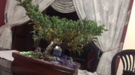 Timeline: Semana 16 plantita