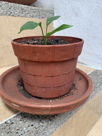 Ecología y Salud Ambiental.