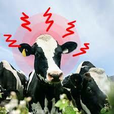 Primer caso de Encefalopatía Espongiforme Bovina.