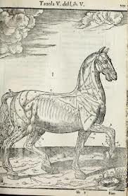 ENCICLOPEDIA EQUINOS