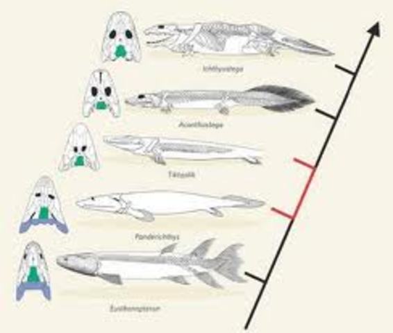 Darwin Discovered evolution