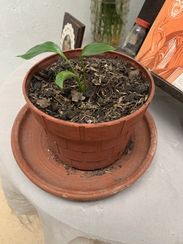 Ecología y Salud Ambiental.