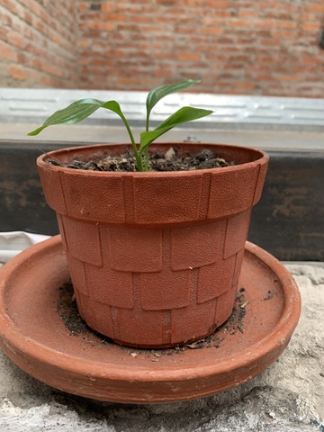 Ecología y Salud Ambiental.