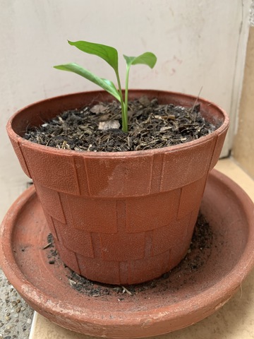 Ecología y Salud Ambiental.
