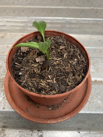 Ecología y Salud Ambiental.