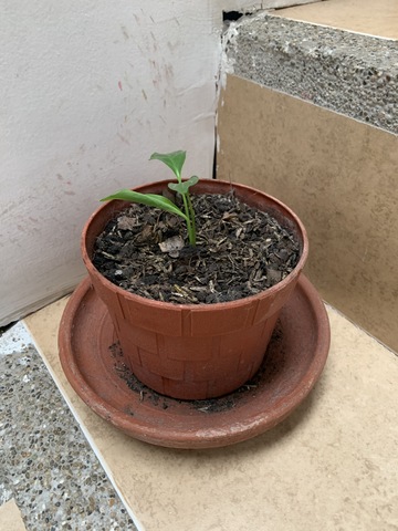 Ecología y Salud Ambiental.