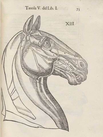 Primer libro de Anatomía Veterinaria
