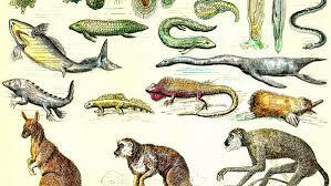 Darwin Begins crafting His Theory