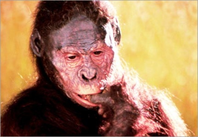 Australopithecus Afarensis (continued)