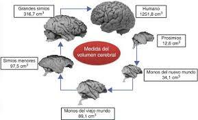 El cerebro actualmente