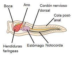 Organizaciones Nerviosas