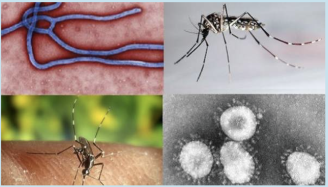 ENFERMEDADES TROPICALES