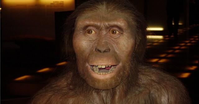 Australopithecus