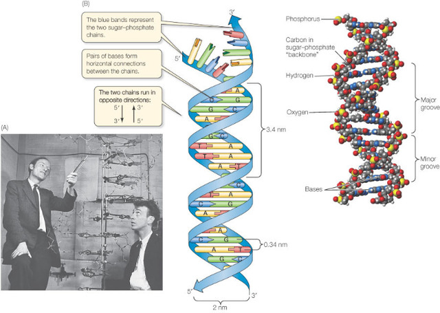 Structure of DNA