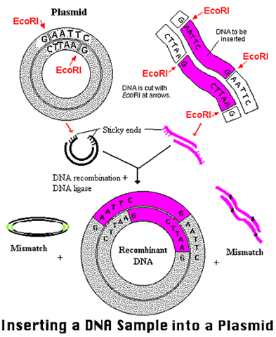 Plasmid DNA