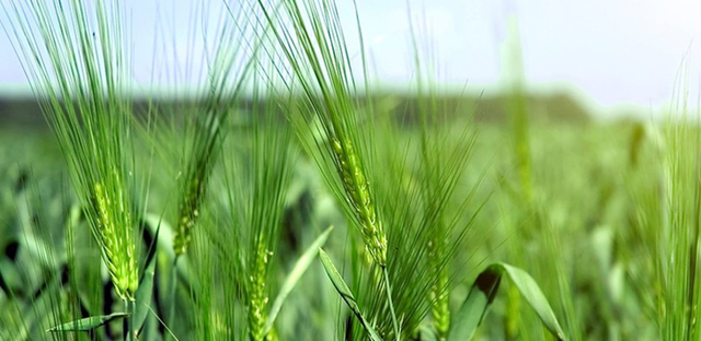 Domesticación del centeno