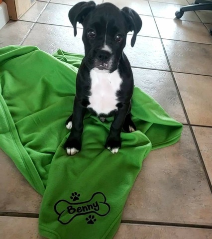 When my parents surprised me with a new dog.