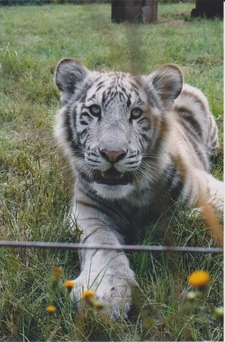 Saw a tiger in person.