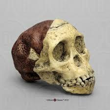 Australopithecus africanus