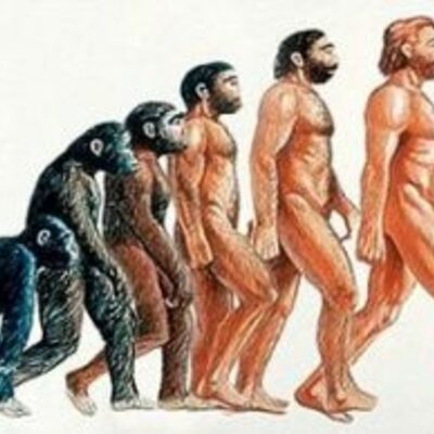 Timeline: Evolució dels homínids