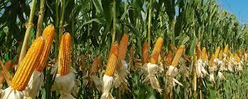 como se comercializa el maiz hibrido
