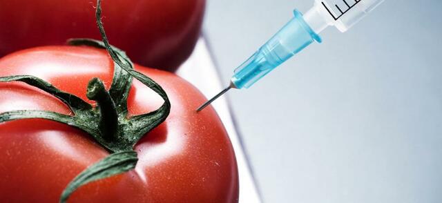 Alimentos trasgenicos